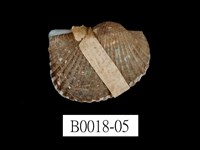 藏品(舵毛蚶)的圖片